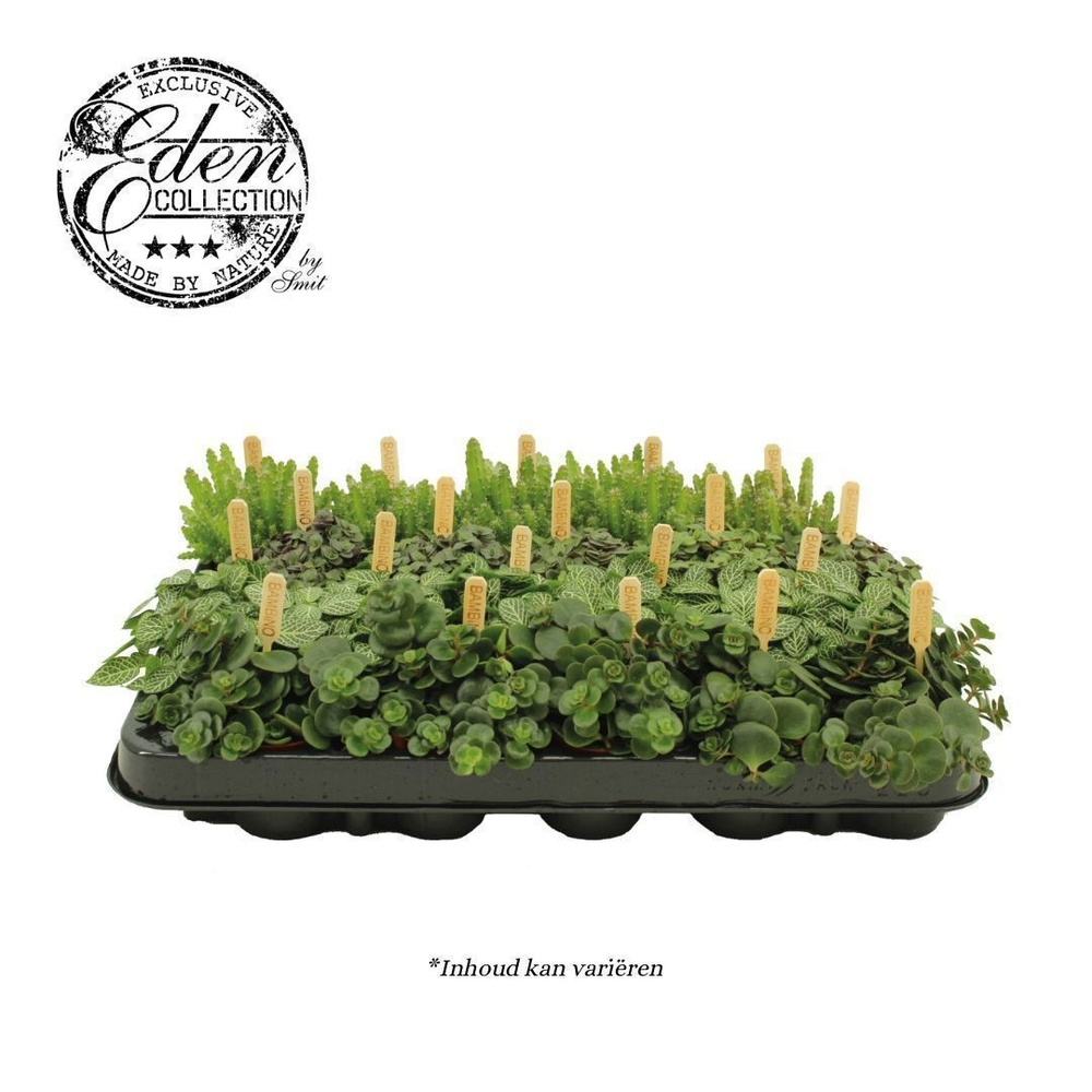 Gemengde tray 5,5cm Mix B.