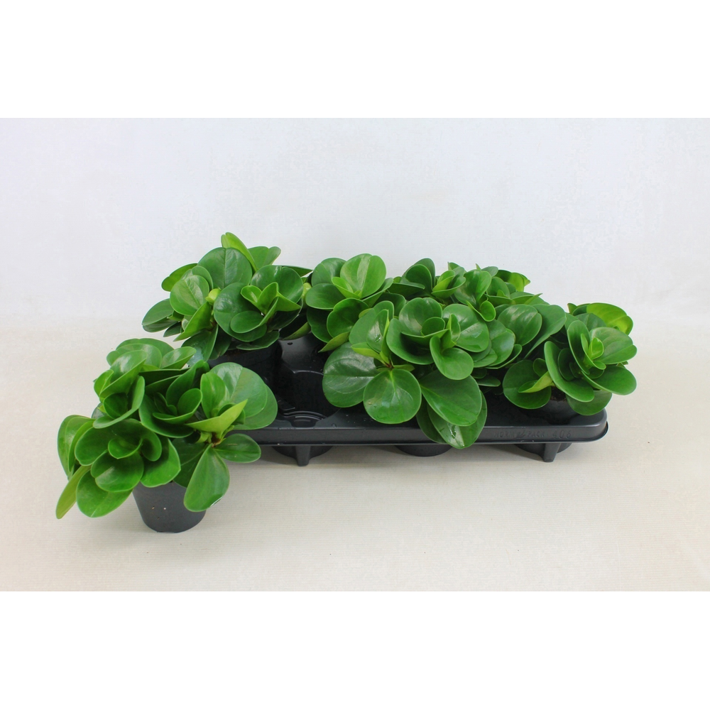 Peperomia Obtusifolia Groen 12cm.