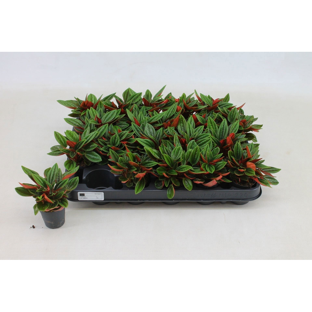 Peperomia Rosso 5,5cm.