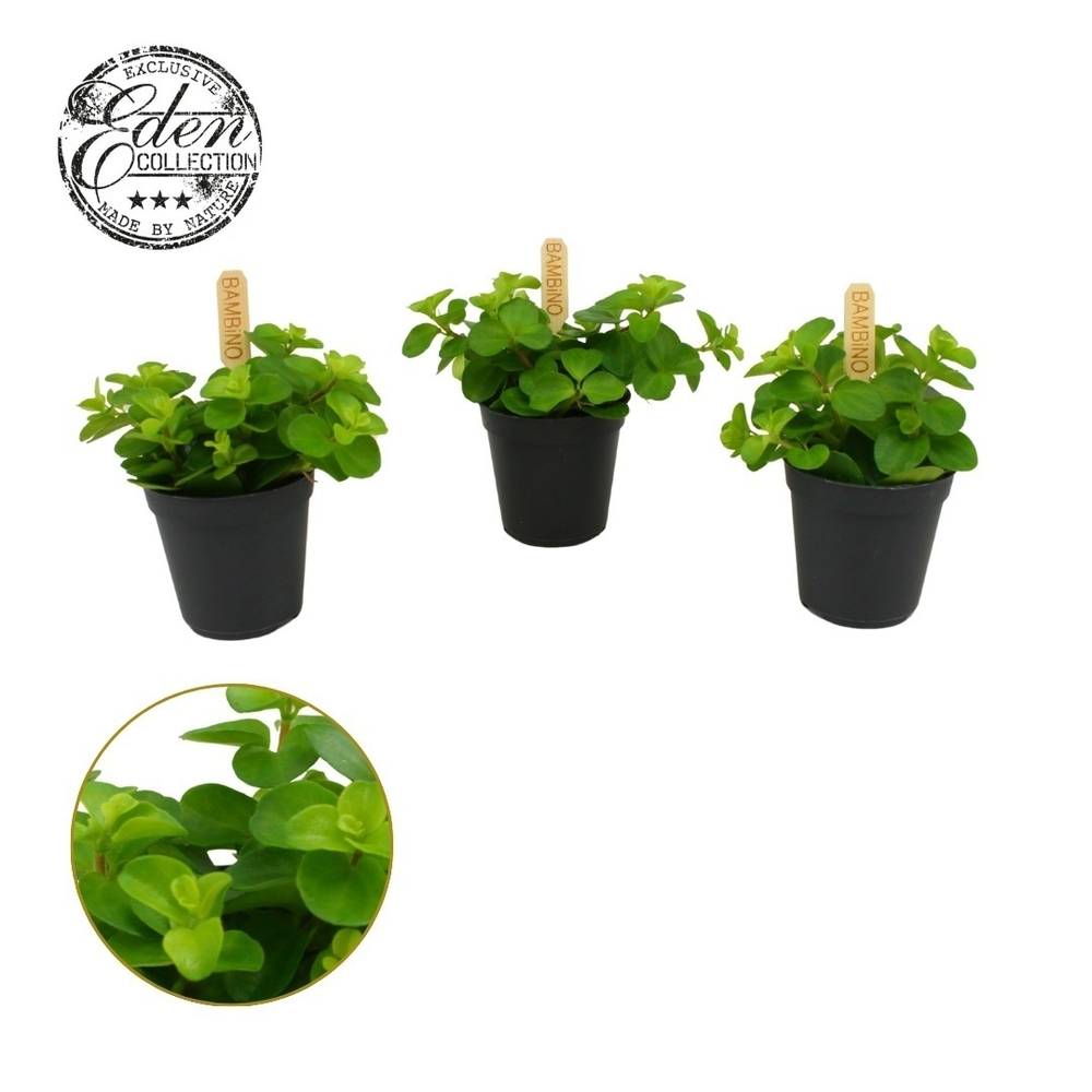 Peperomia Rotundifolia 5,5cm.