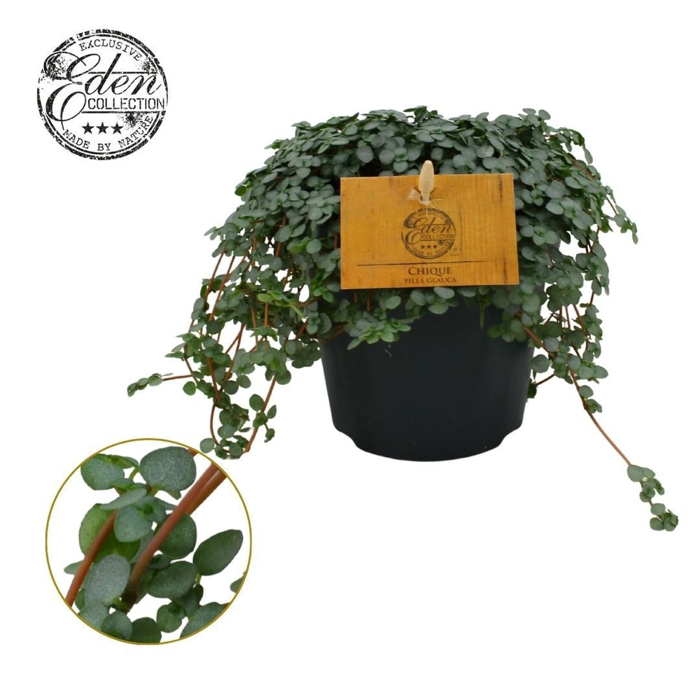 Pilea Glauca 12cm.