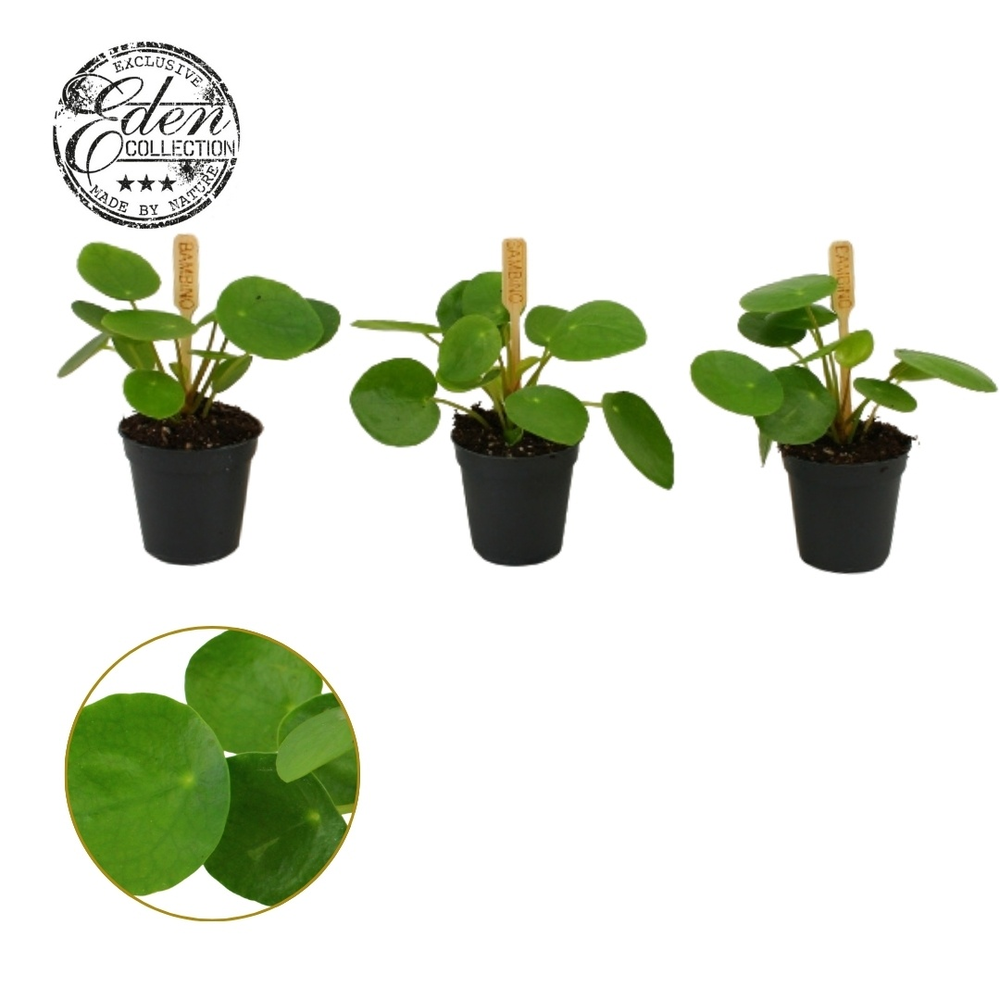 Pilea Peperomioides 5,5cm.