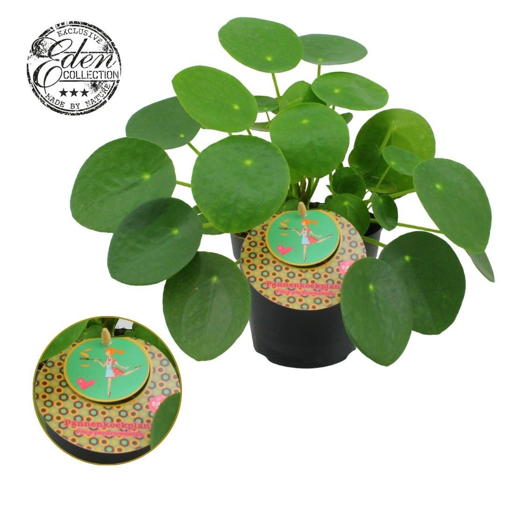 Pilea Peperomioides 12cm Nederlands etiket.