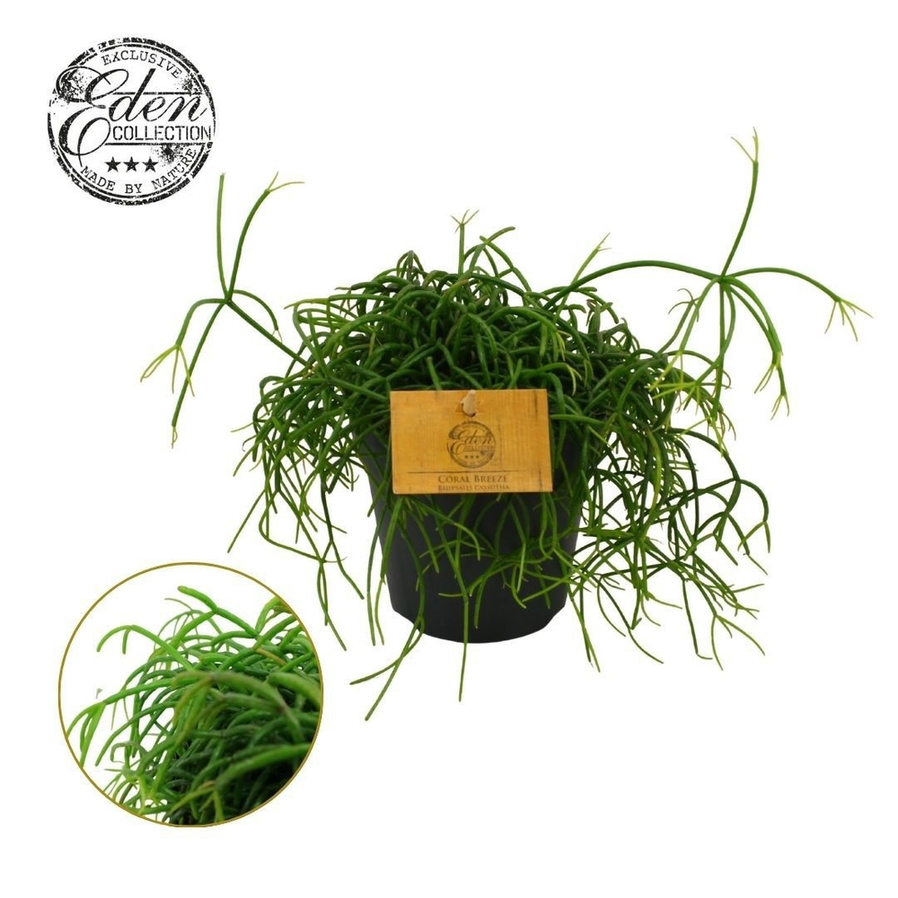 Rhipsalis Cashero 12cm.