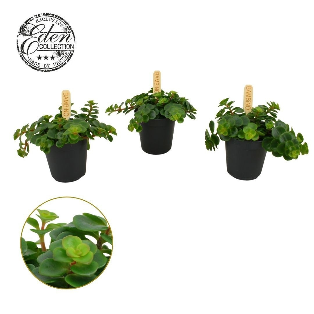 Sedum Tornado 5,5cm.