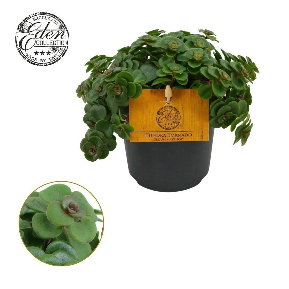 Sedum Tornado 12cm.