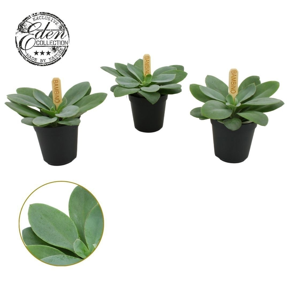 Senecio Cephalophorus 5,5cm.