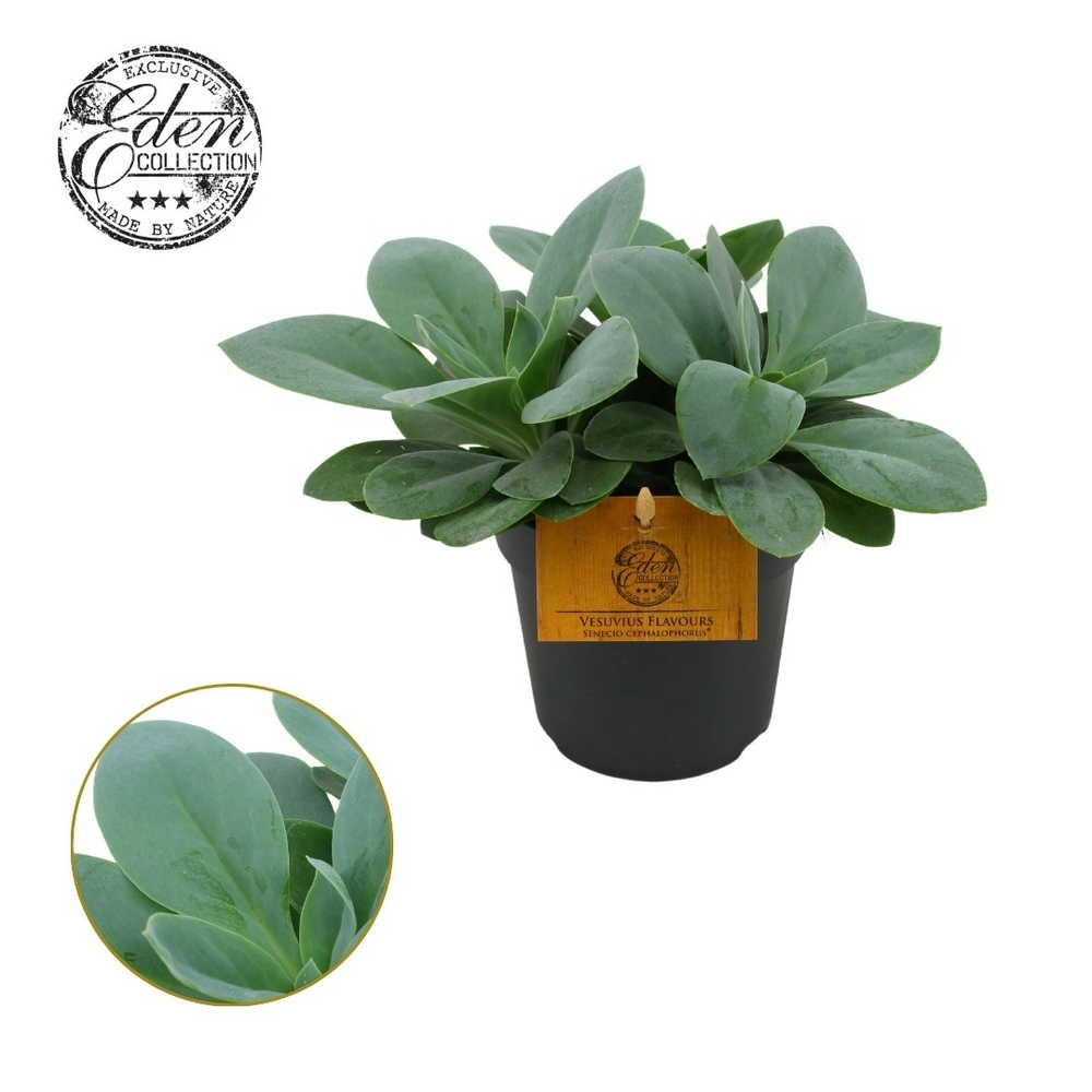 Senecio Cephalophorus 10,5cm.