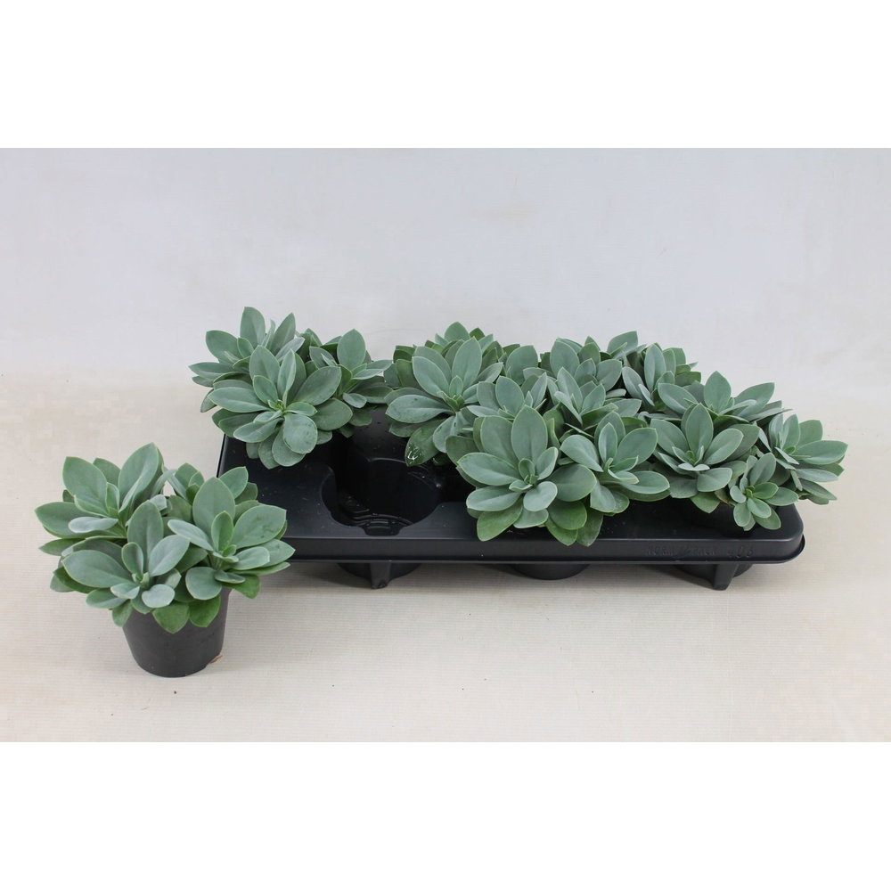 Senecio Cephalophorus 12cm.