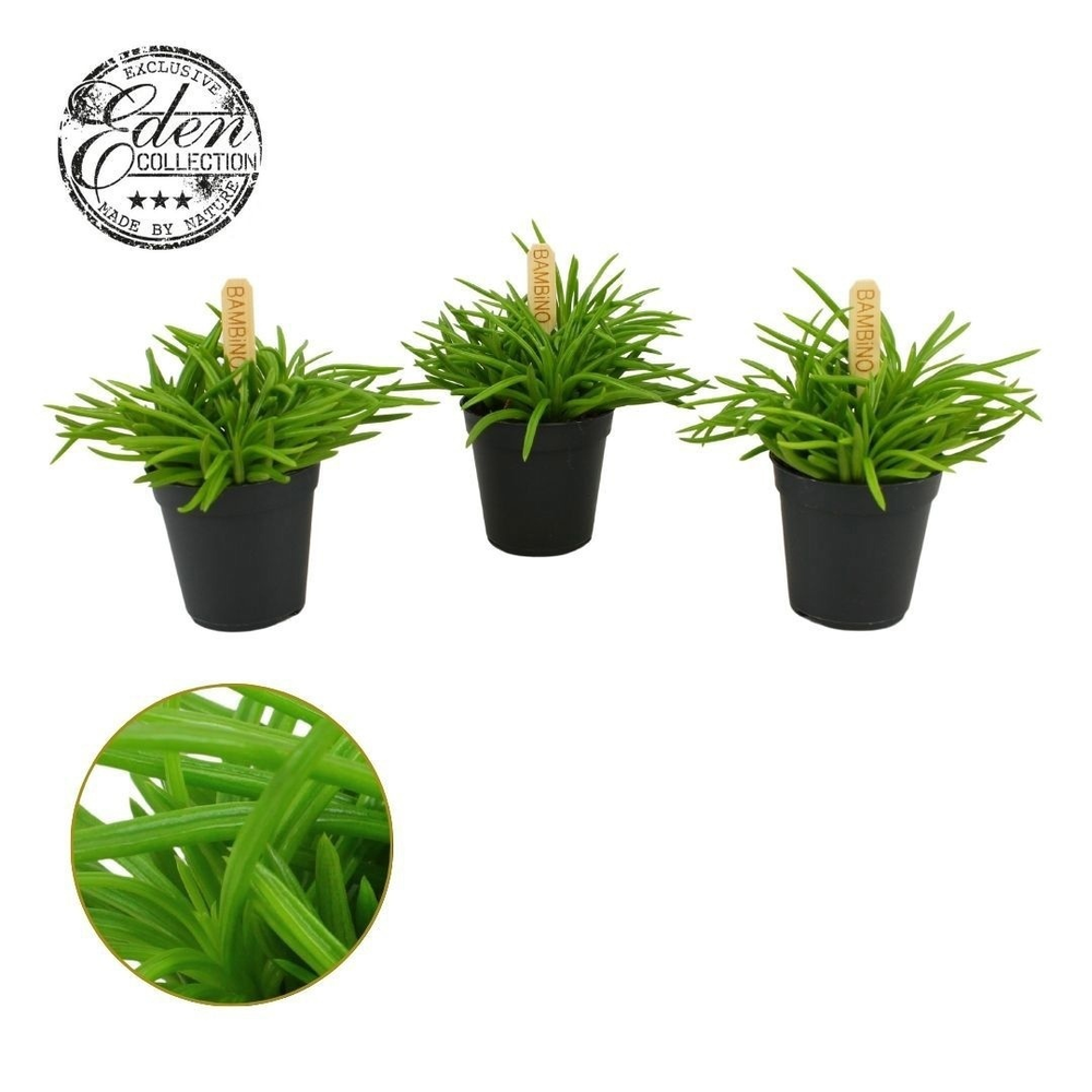 Senecio Himalaya 5,5cm.