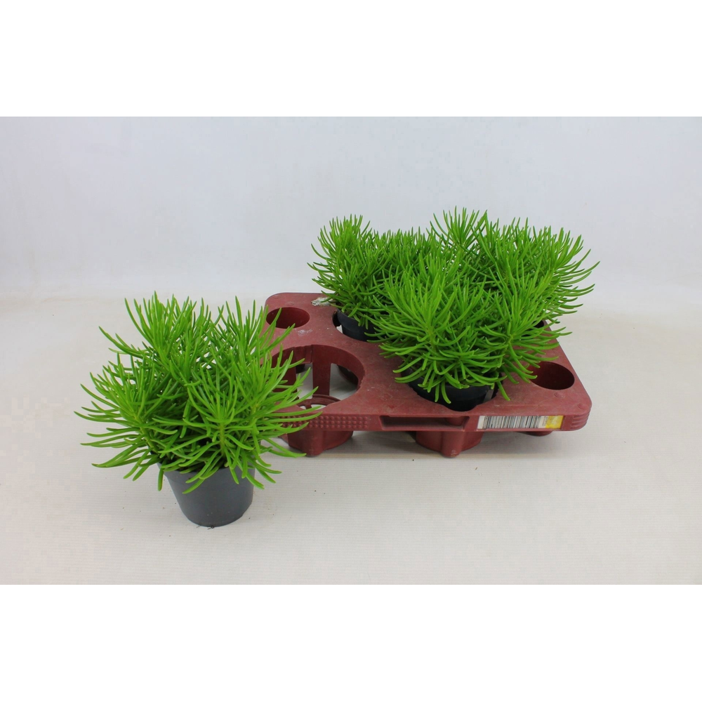 Senecio Himalaya 12cm.