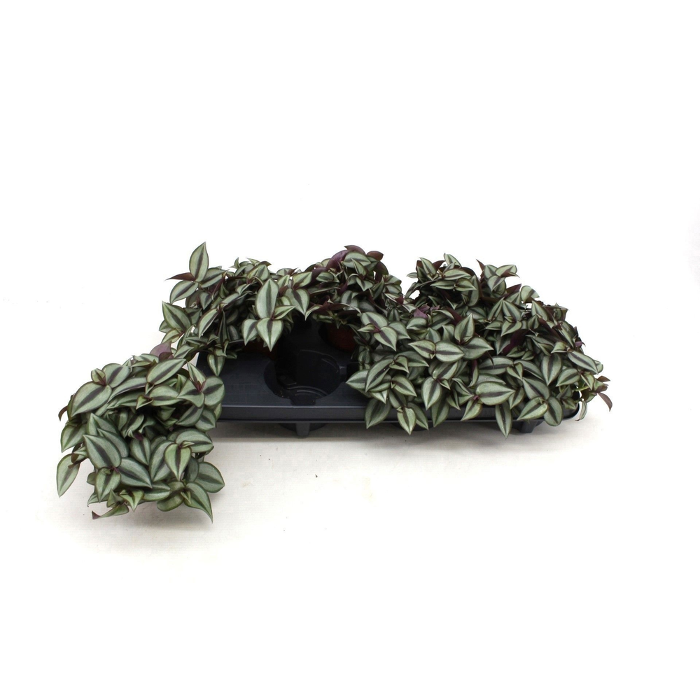 Trades. Zebrina Compacta 10,5cm.