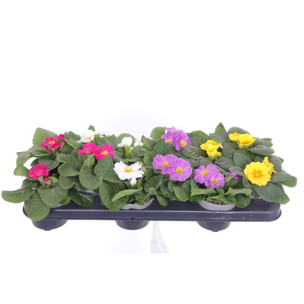 Primula acaulis Evie mix.