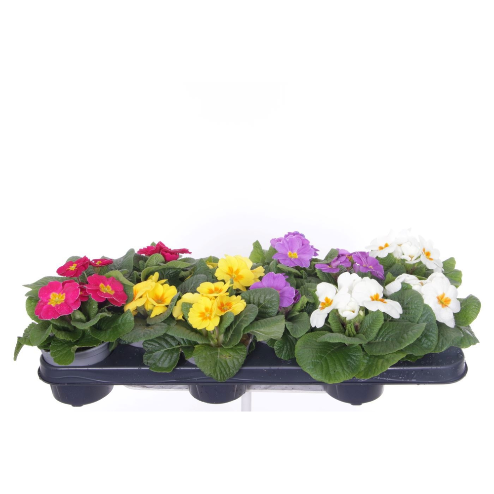 Primula acaulis Evie mix.