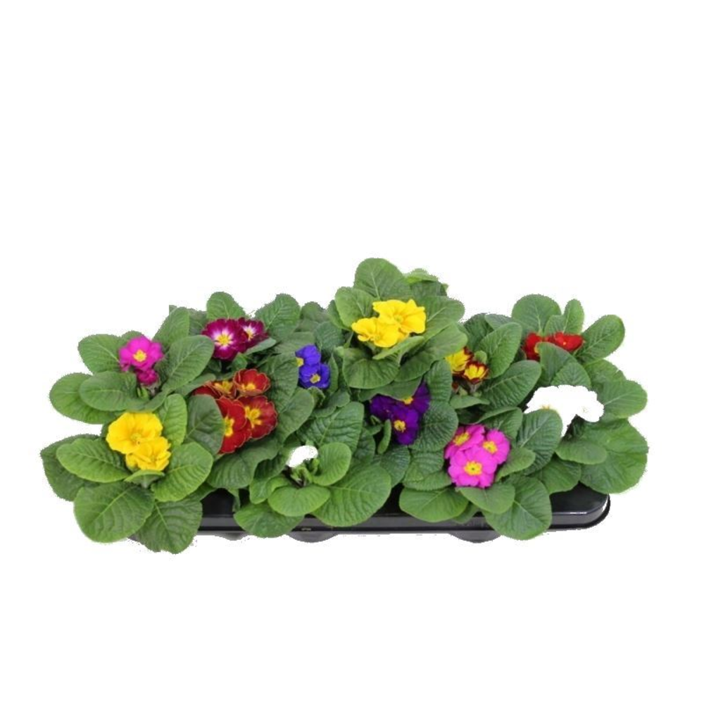 Primula acaulis Evie mix.