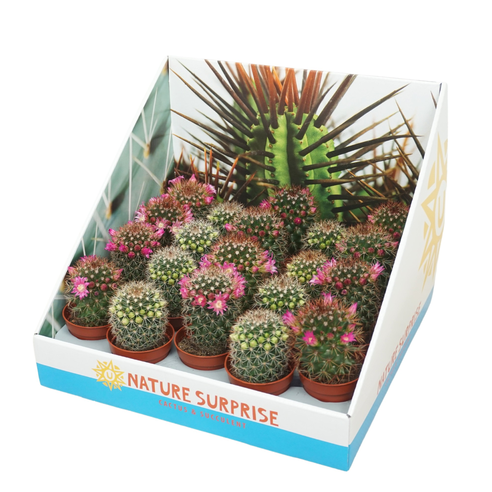 Cactus mix 5,5 cm bloeiend in presentatiedoos.