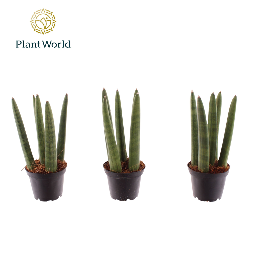 Sansevieria cylindrica 'Spaghetti' P6.