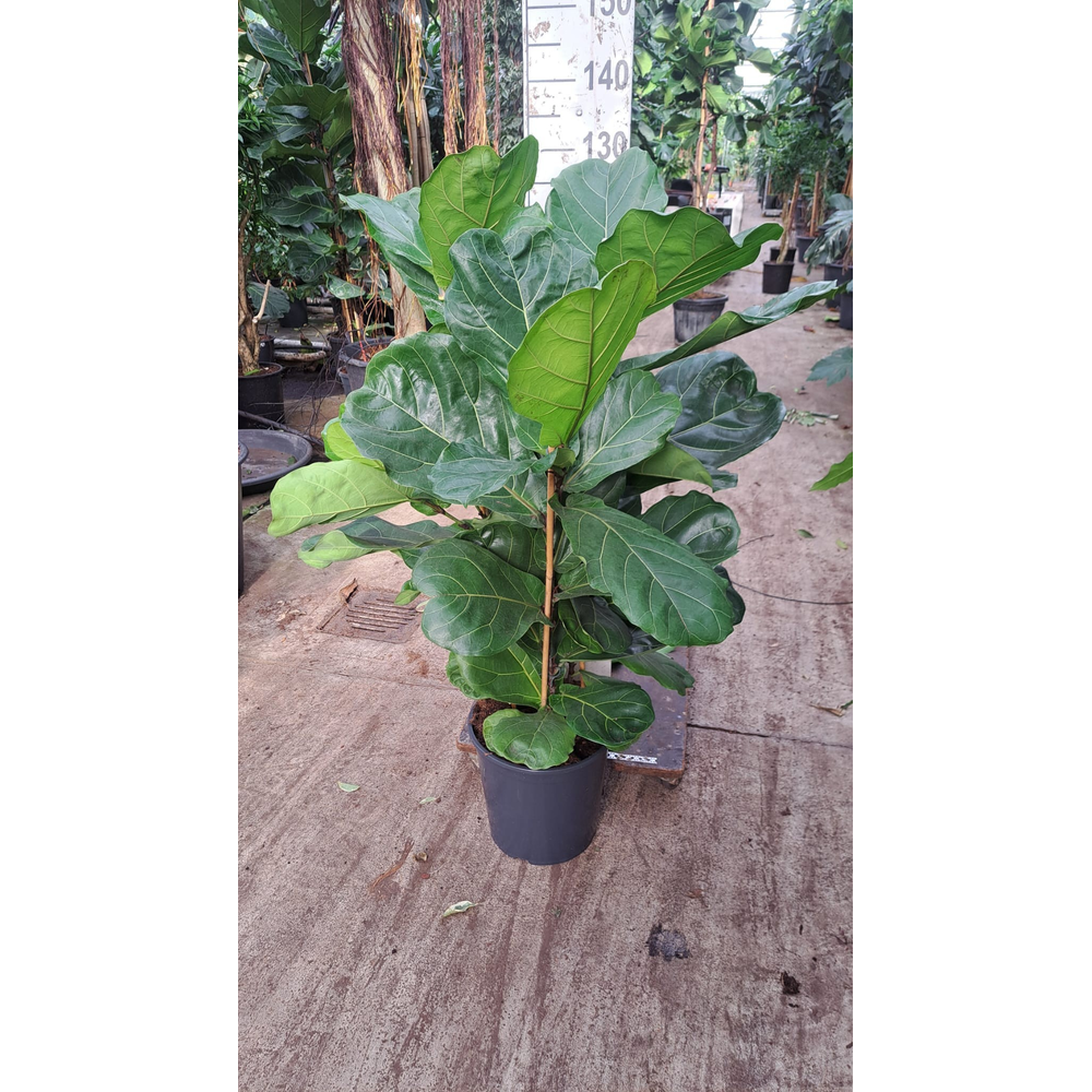 Ficus Lyrata toef 160.