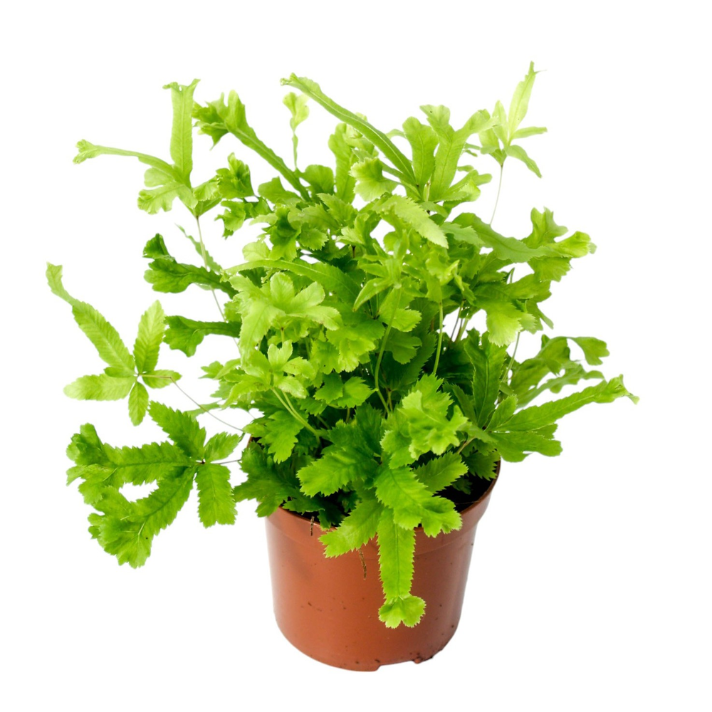 Pteris Cretica 'Roeweri'.