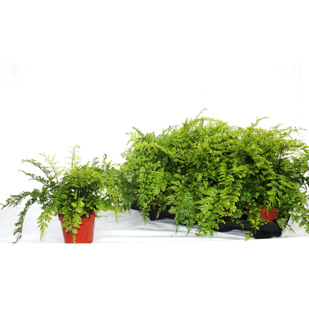 Asplenium Bulbiferum 'Suze' - clump.