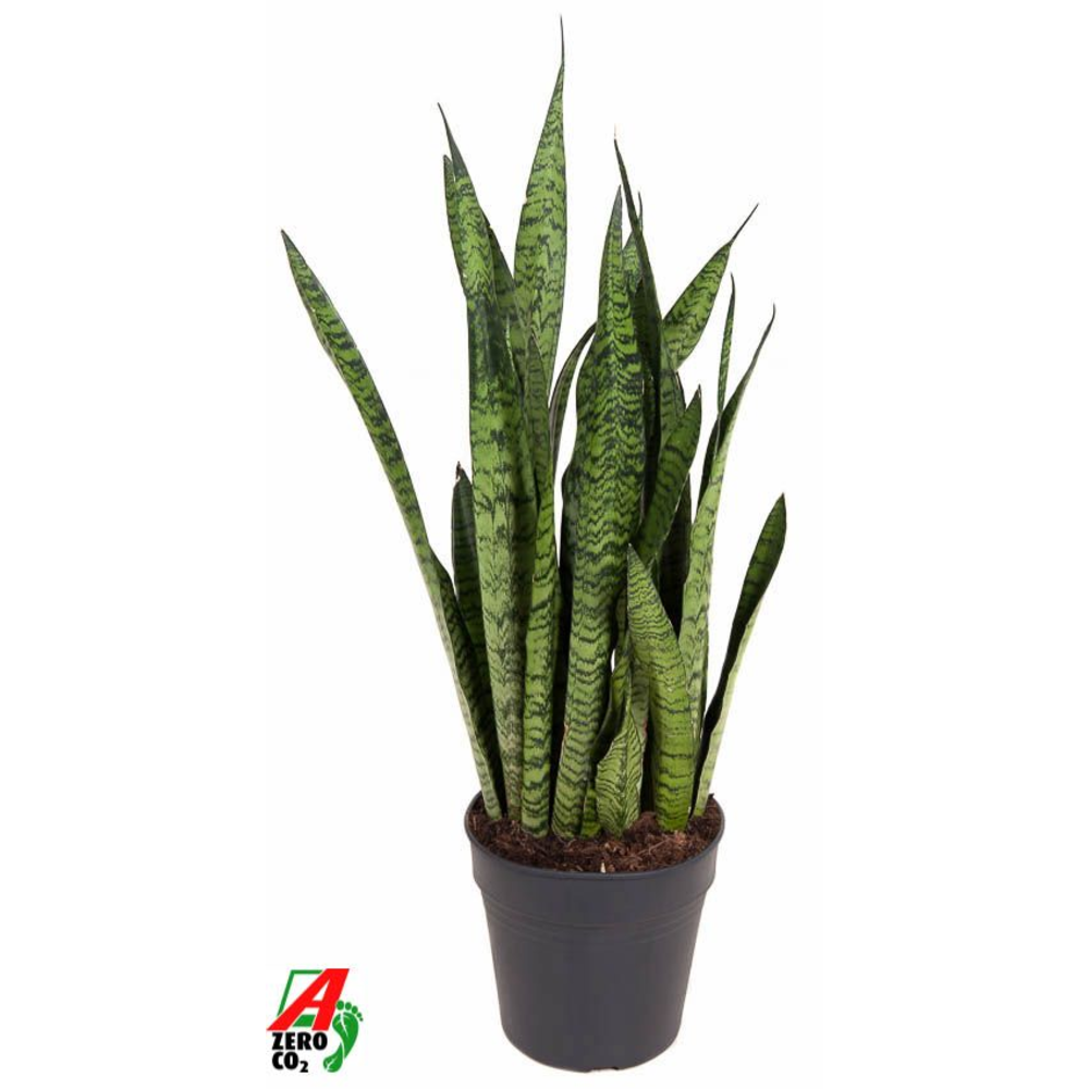 Sansevieria Zeylanica P24.