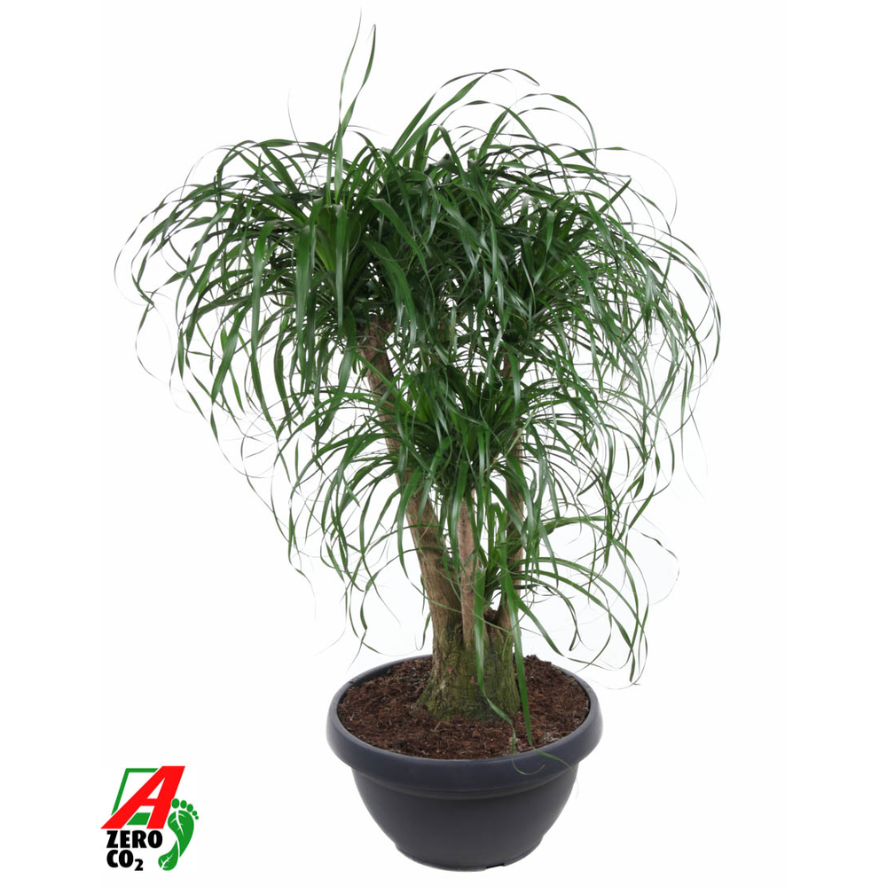 Beaucarnea vertakt P55 - 3ft.