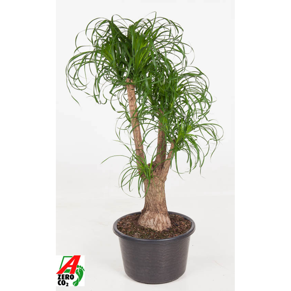 Beaucarnea vertakt P44 - 3ft.