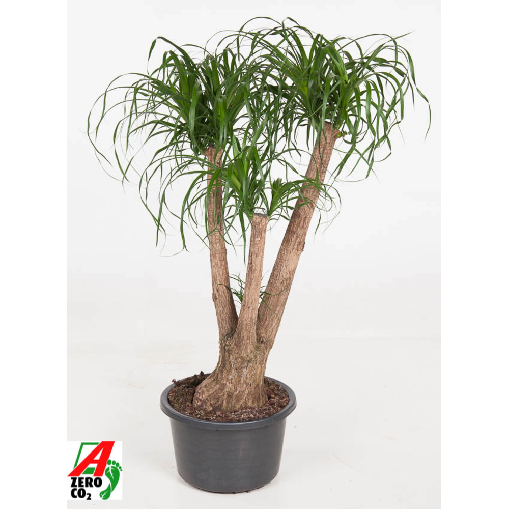 Beaucarnea vertakt P41 - 3ft.