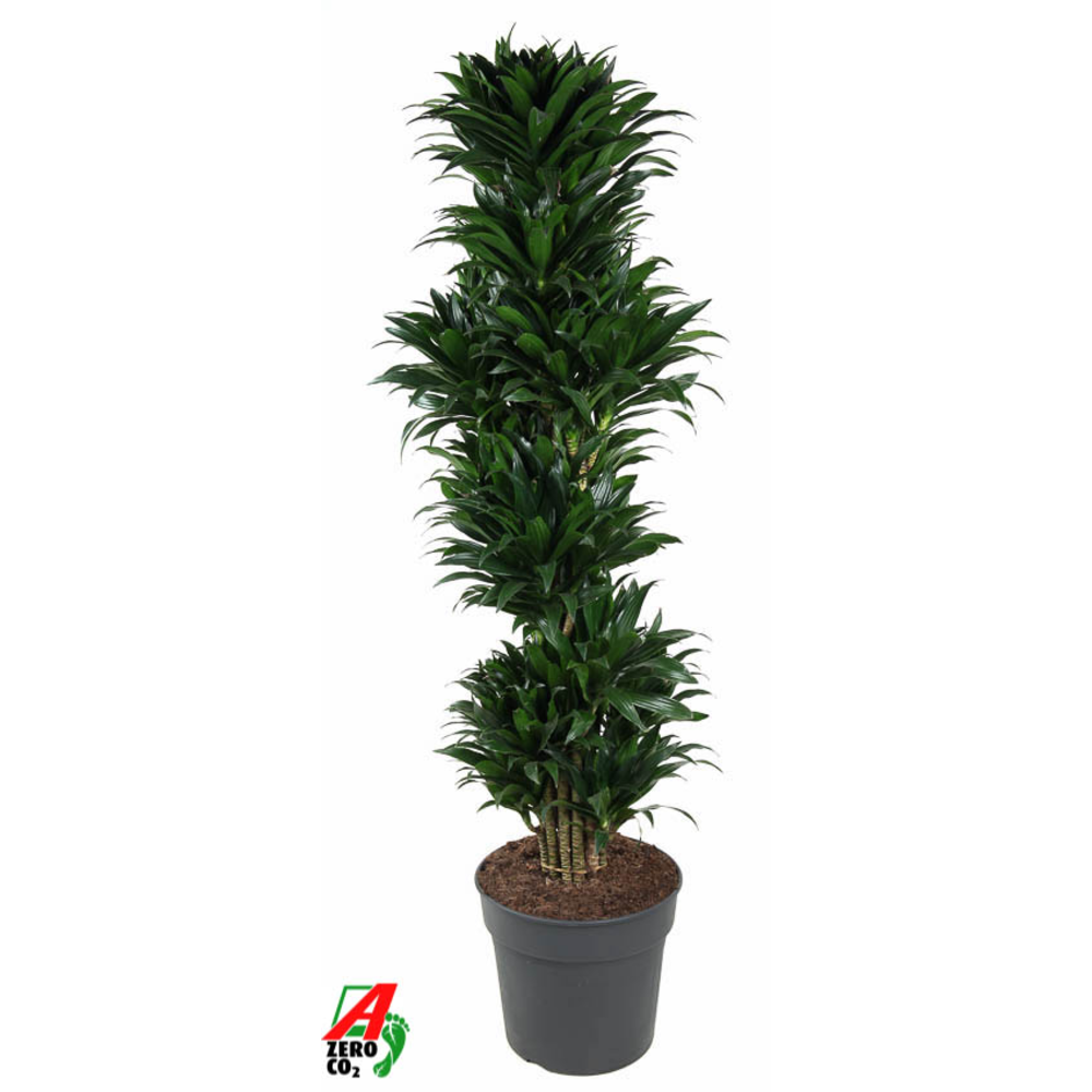 Dracaena Compacta vertakt P34.
