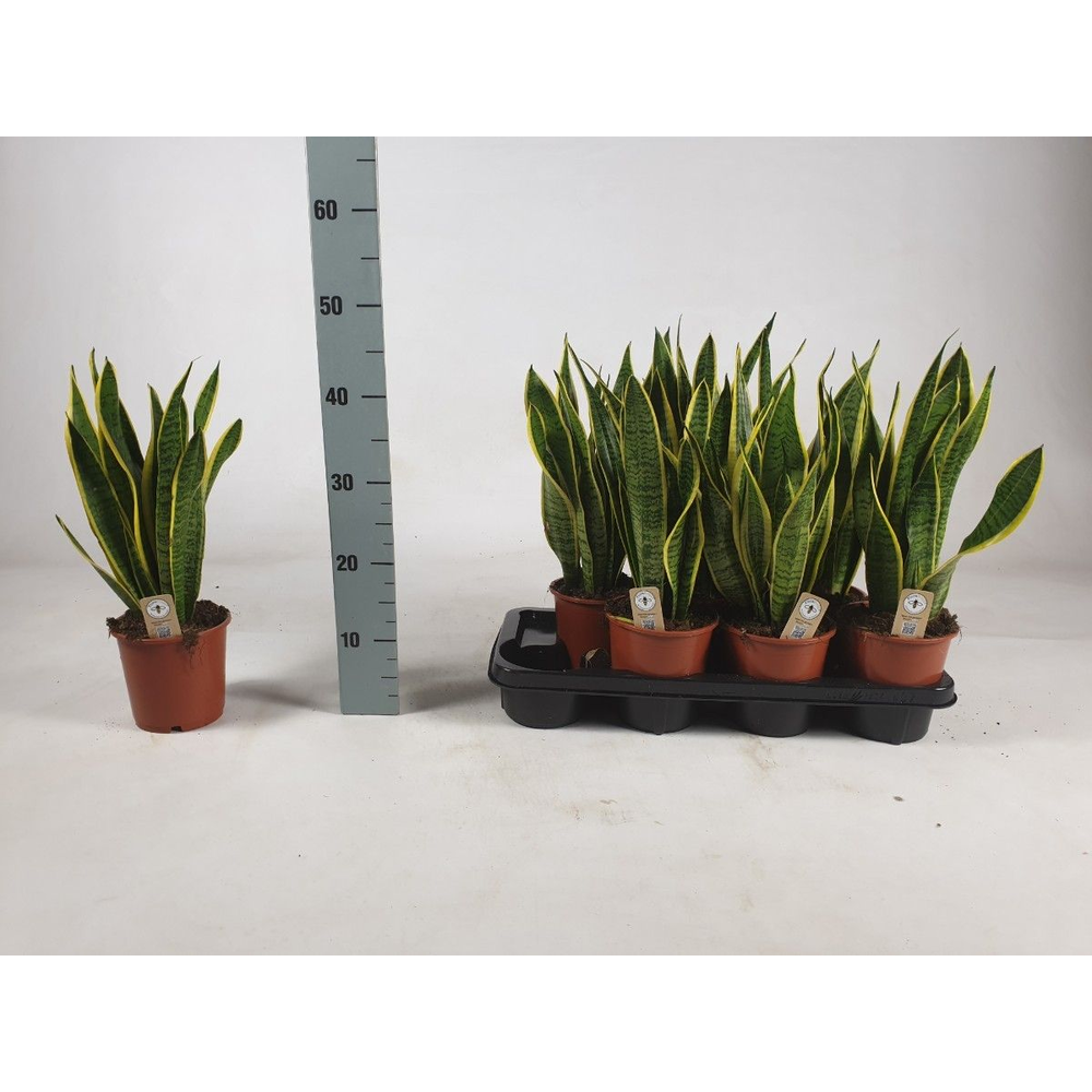 Sansevieria trifasciata 'Laurentii' 45cm.