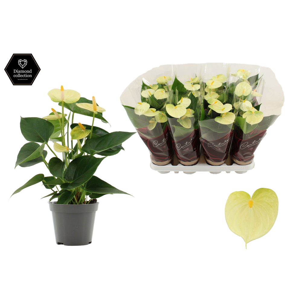 Anthurium Vanilla in Couture Diamond sleeve.