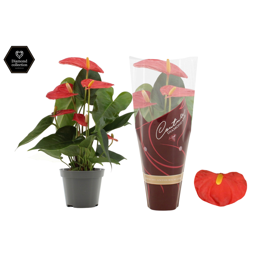 Anthurium Solara in Couture Diamond sleeve.