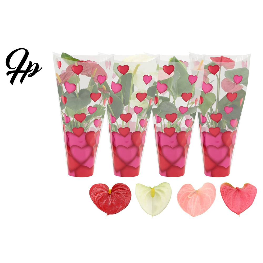 Anthurium 4 color mix in heart sleeve Lilly.