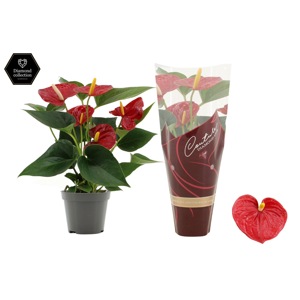 Anthurium Diamond Red in Couture Diamond Line Purp.