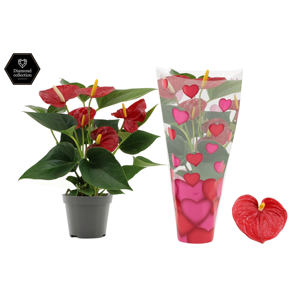 Anthurium Diamond Red in heart sleeve Lilly.