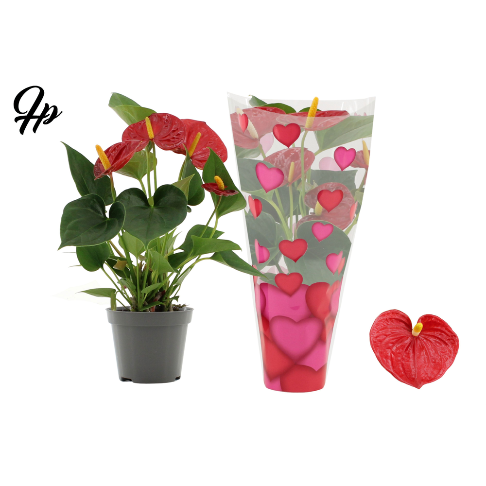 Anthurium Success Red in heart sleeve Lilly.
