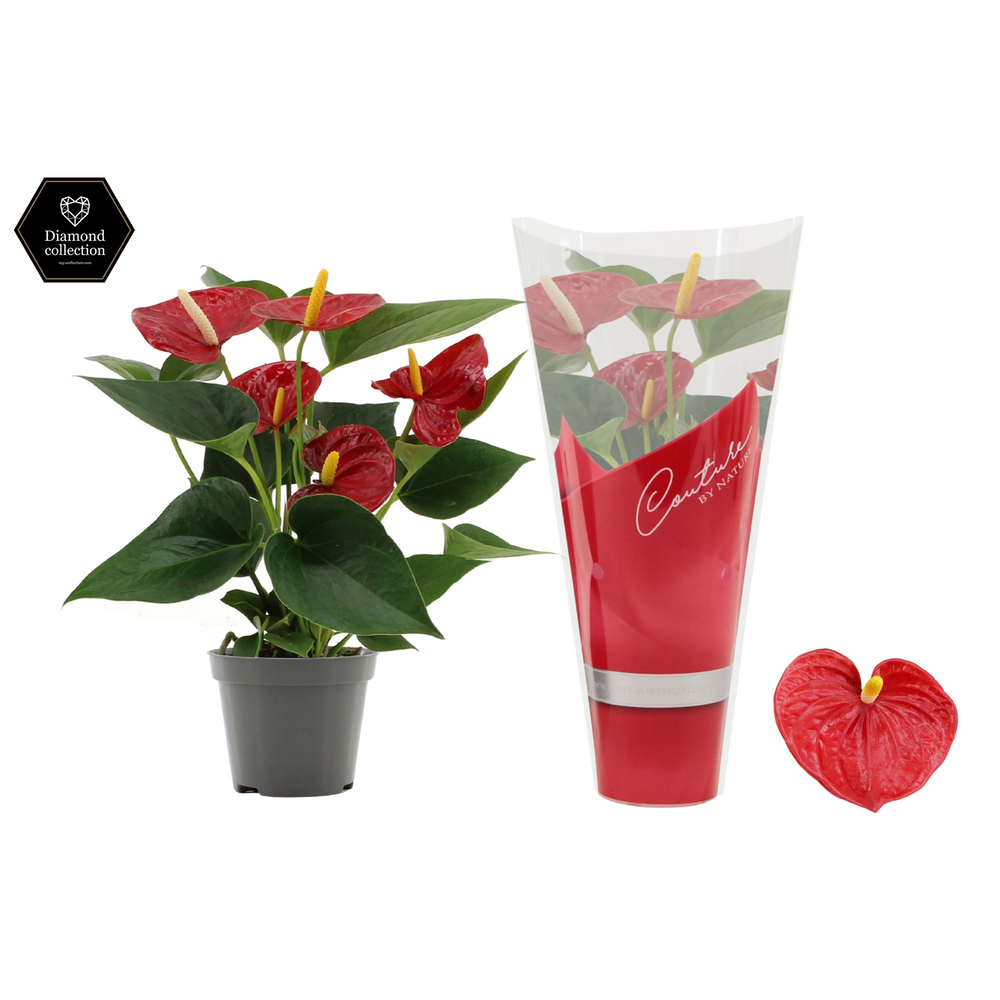 Anthurium Diamond Red in Couture sleeve.