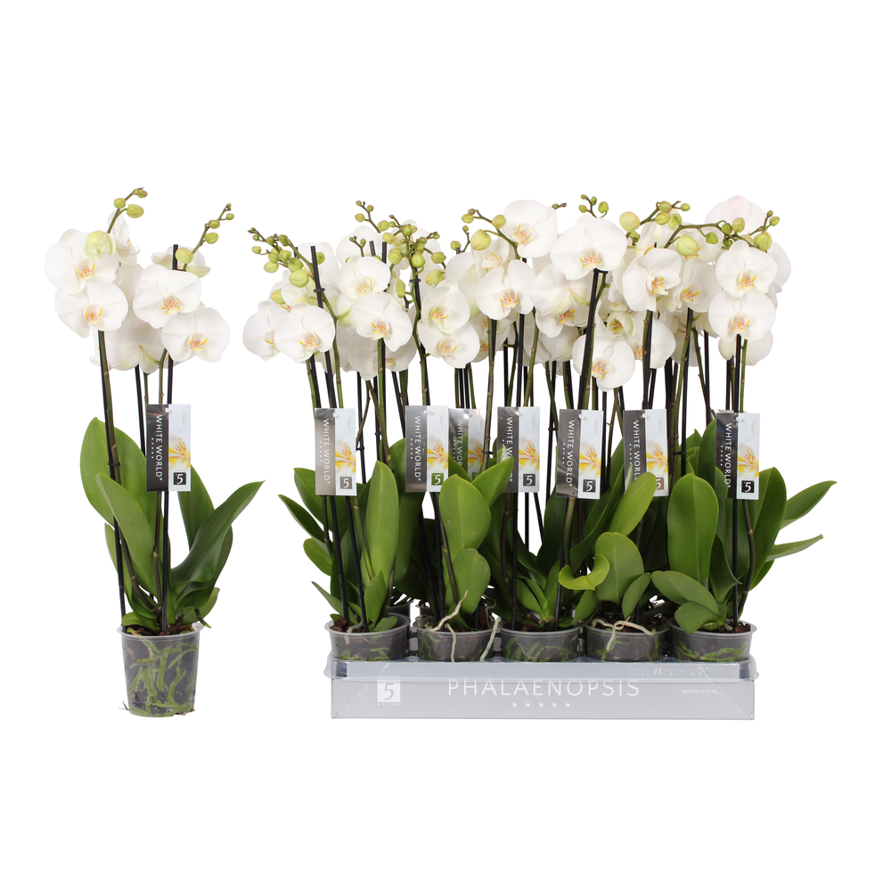 Phalaenopsis White World, 3-spike.