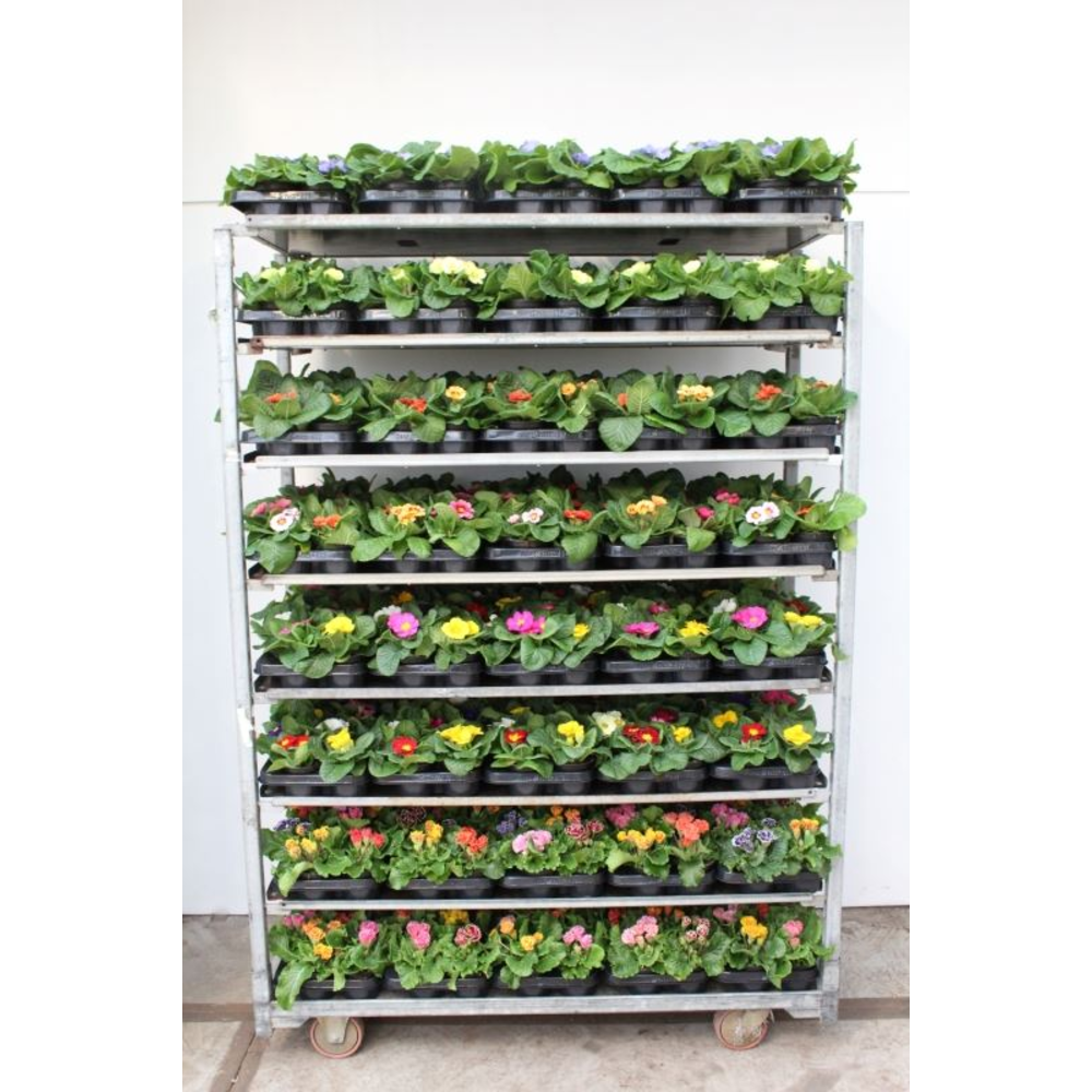 Primula acaulis mix.