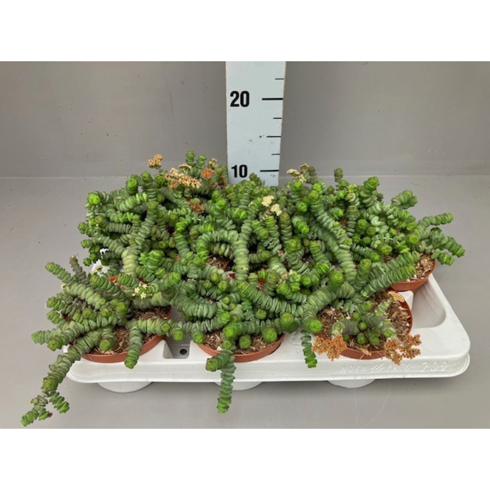 Crassula hottentot 10,5 cm.