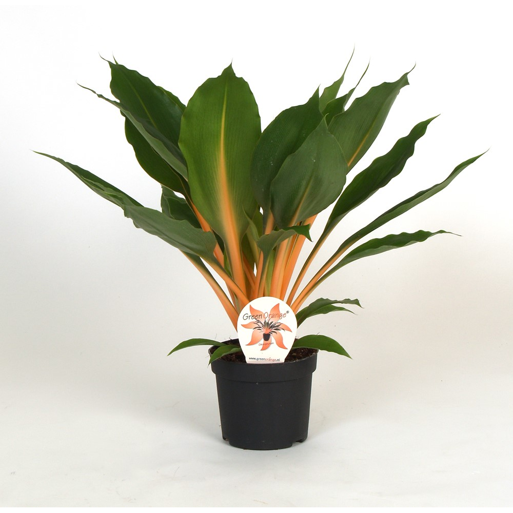 Chlorophytum Orchidastrum Green Orange.