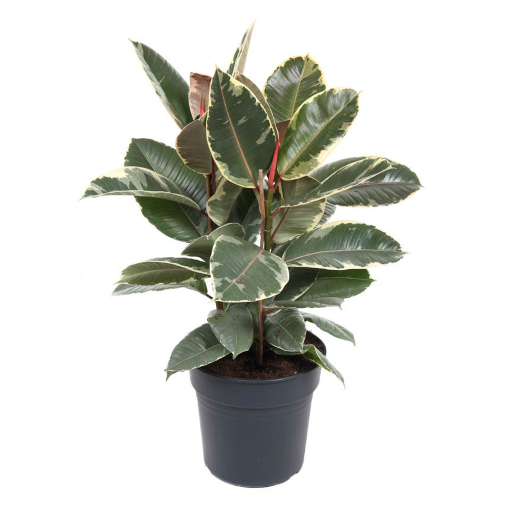 Ficus Elastica Tineke 3PP P27.