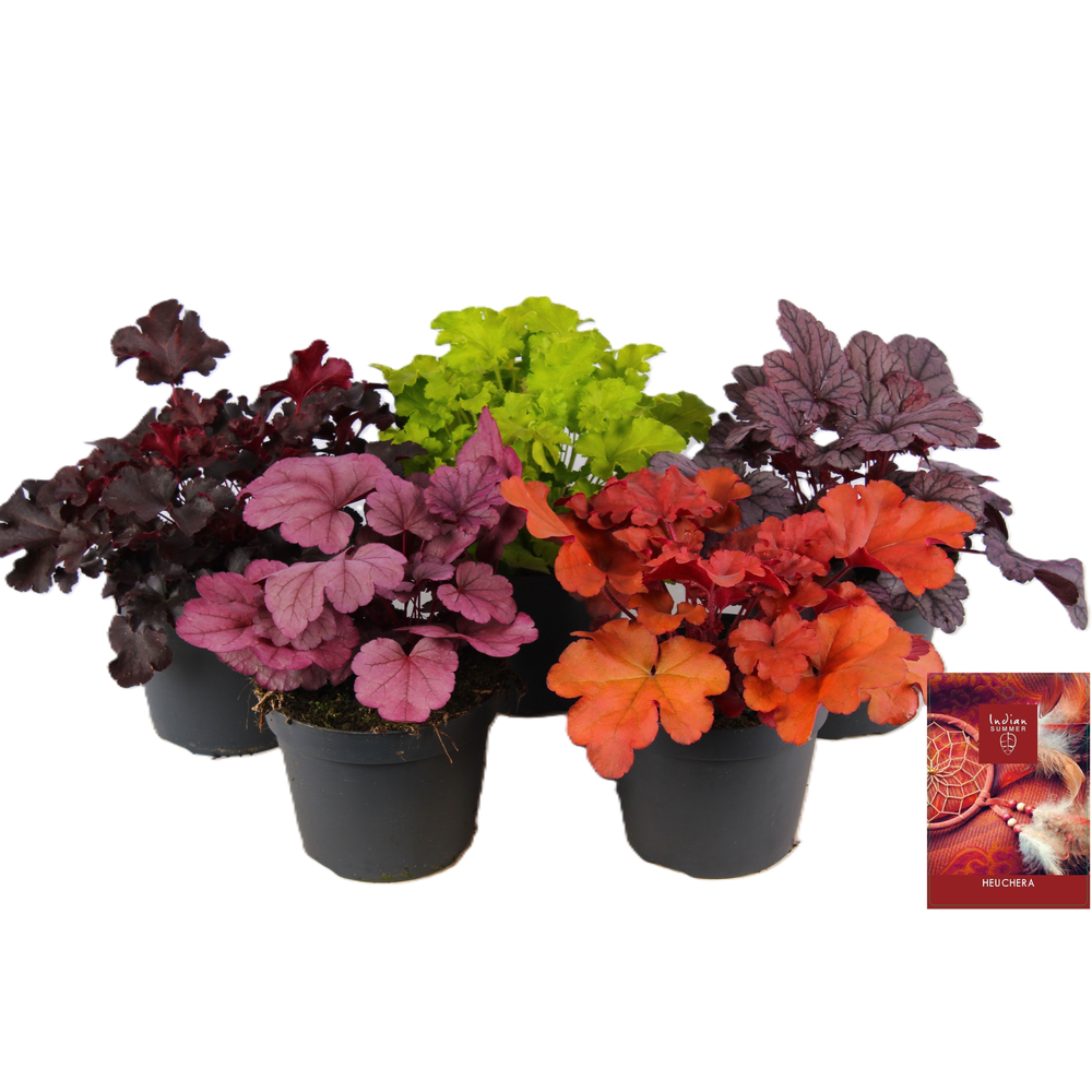 Heuchera Indian Summer mixlaag.