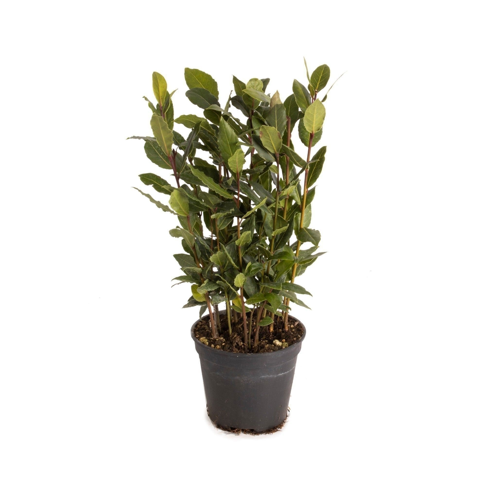 Laurus nobilis Global GAP gecertificeerd.