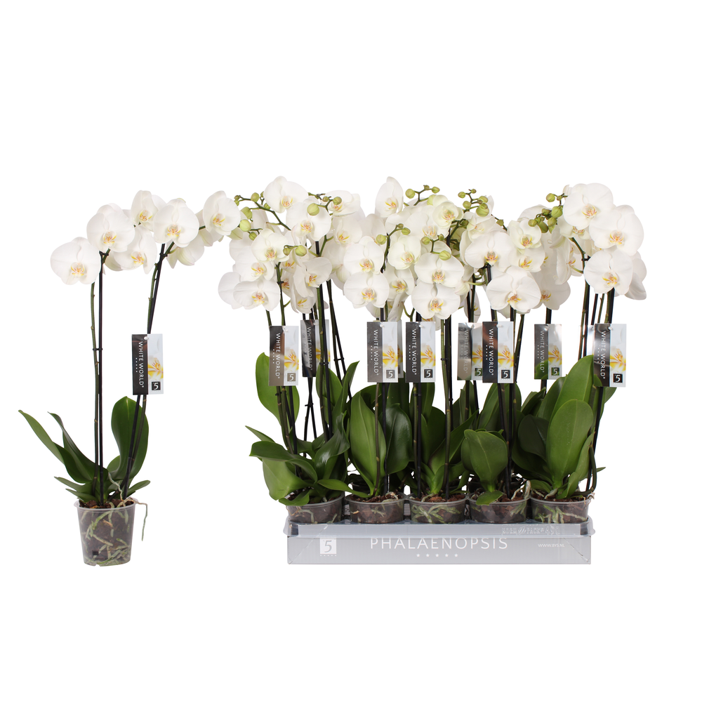 Phalaenopsis White World, 2-spike.