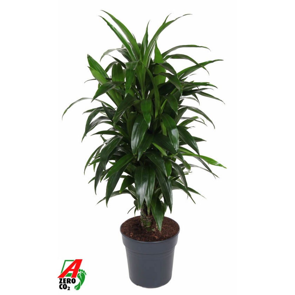 Dracaena Janet Craig vertakt P27.