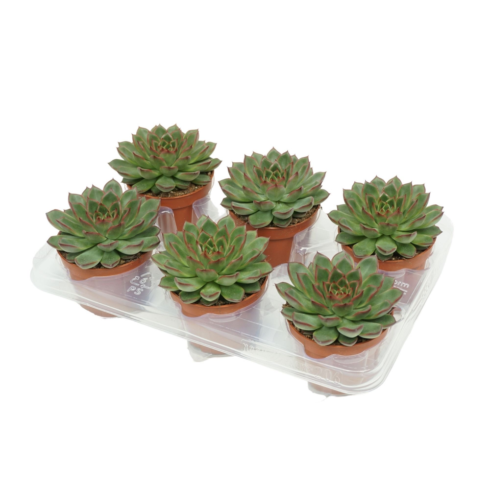 Echeveria skat 10,5 cm.