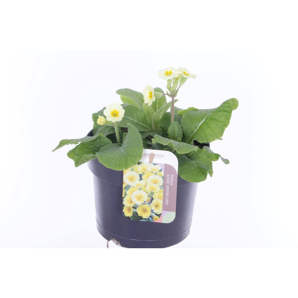 Primula elatior Veristar Lemon.