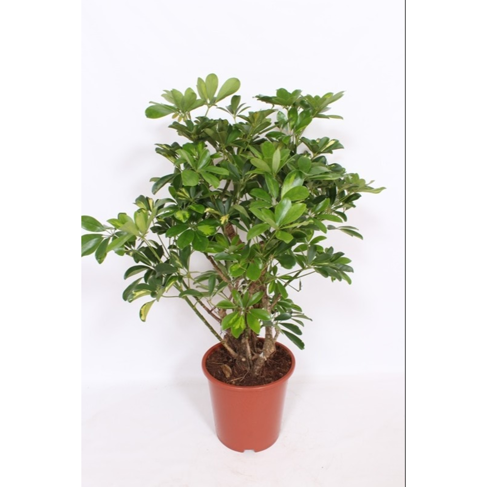 Schefflera Gold Capella.