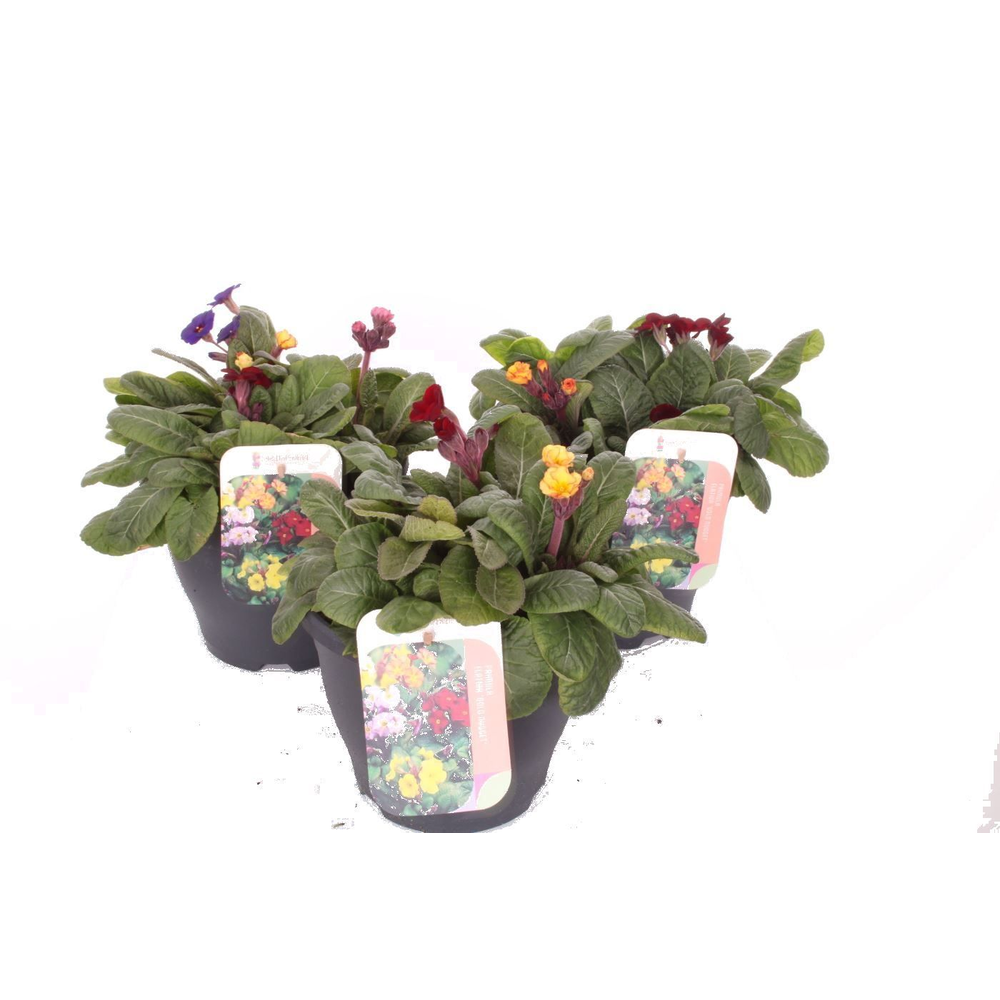 Primula elatior Gold Nugget mix.